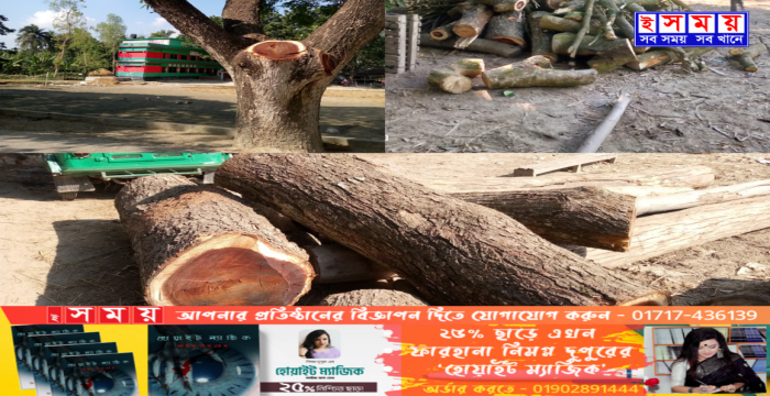 সলঙ্গায়  সরকারী রাস্তার  গাছের গুল ও ডালপালা কেটে বিক্রির অভিযোগ